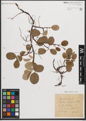 Foto von Salix reticulata L.